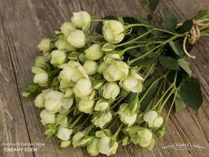 ROSE BR. CREAMY EDEN 50